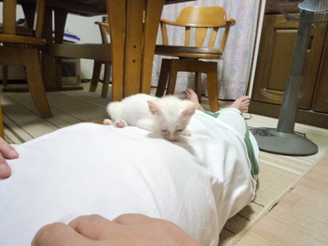 2009.8.7.4.cat.jpg