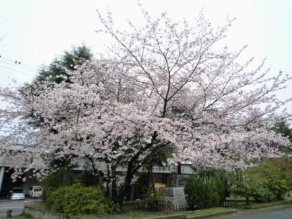 2009_04_05_a_cherry_tree.jpg