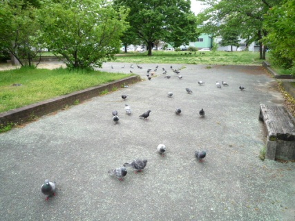 2009_04_26.pigeon.jpg
