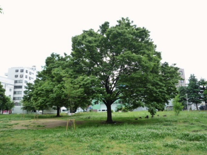2009_05_17.tree.jpg