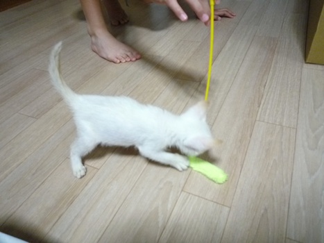 2009_8.7.1.cat.jpg