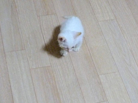 2009_8.7.3.cat.jpg