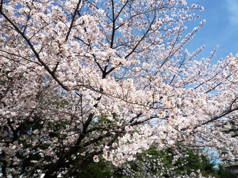 2010_4_4_cherry_tree.1.jpg