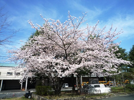 2010_4_4_cherry_tree.jpg