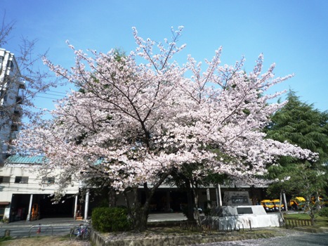 2011_2.sakura.jpg