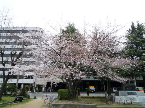 2011_sakura.jpg