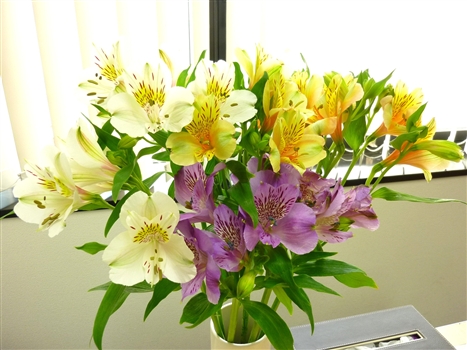 4.23.Alstroemeria2.jpg