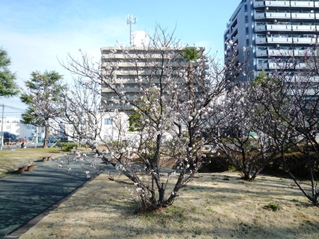 nagata-north-park-clean-457-3.JPG