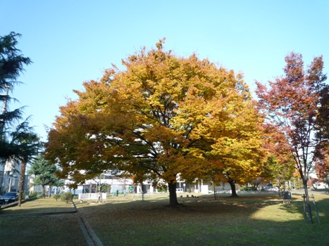 nagata_north_park_clean_297-1.jpg