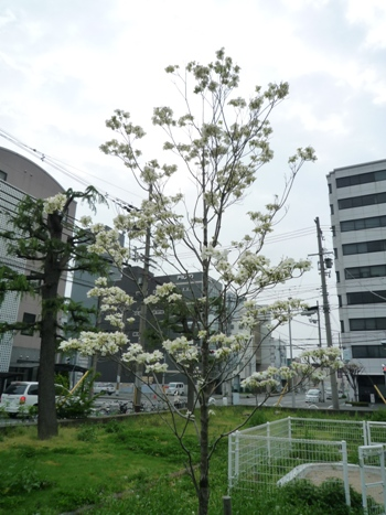 nagata_north_park_clean_316-2.png